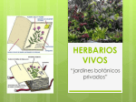 herbarios vivos - Asociación Venezolana de Palmas