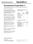 Pansy Purple Rain - Spanish