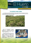 Boletín nº 63. Calabaza al aire libre (15.04.2013) (PDF 2,67 MB.)