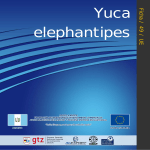 Ficha49 - Yuca elephantipies - Dirección de Administración del