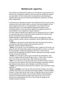 Multiplicación vegetativa.