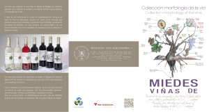 Colección morfología de la vid