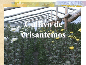 Cultivo de crisantemos