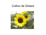 Cultivo de Girasol
