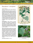 Bardana / Lampazo Arctium lappa L.