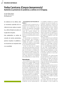 Yerba Carnicera (Conyza bonaerensis)