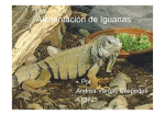 Alimentación de Iguanas