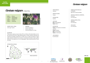 Cirsium vulgare L (Savi) Ten.