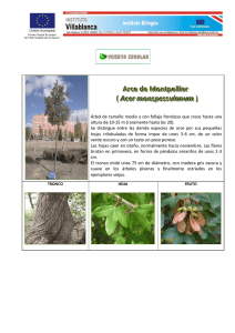 Arce de Montpellier ( Acer monspessulanum )