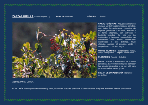 ZARZAPARRILLA (Smilax aspera L.)