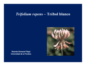 Trifolium repens – Trébol blanco
