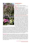 bauhinia variegata l. - Árboles ornamentales