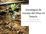 Estrategias de manejo del Olivo en Sequía.
