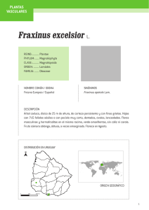 Fraxinus excelsior L.