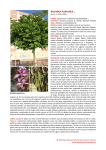Bauhinia purpurea - Árboles ornamentales