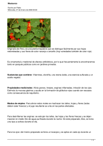 Originaria de Perú, es una planta trepadora que