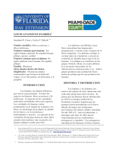 El platano - Miami-Dade County Extension Office