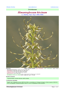 Himantoglossum hircinum