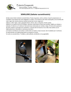 SEMILLERO (Saltator aurantiirostris)