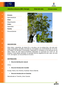 Ailanthus altissima (Mill.) Swingle Árbol del cielo