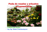 Rosal - Fundación Rural