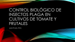 Control biologico en cultivo de tomate y frutales