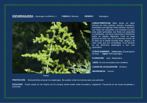 ESPARRAGUERA ( Asparagus acutifolius L