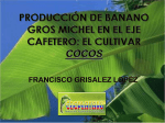 Produccion de Banano Gros Michel