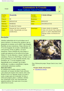 Membrillo (Cydonia oblonga)