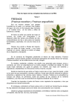 FRESNOS (Fraxinus excelsior y Fraxinus angustifolia)