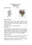 Thymus vulgaris (Tomillo)