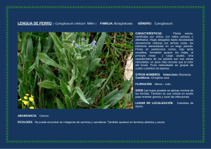 LENGUA DE PERRO ( Cynoglossum creticum Miller ) FAMILIA