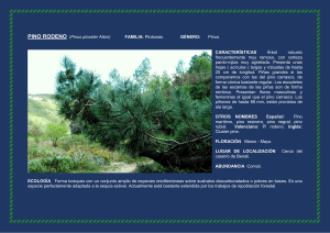 PINO RODENO (Pinus pinaster Aiton) FAMILIA: Pináceas. GÉNERO