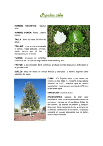 Populus alba - ceifraonline.com