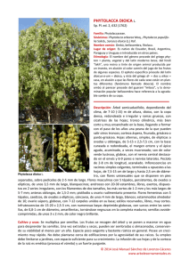 Phytolacca dioica - Árboles ornamentales
