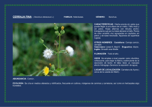 CERRAJA FINA ( Sonchus oleraceus L.) FAMILIA: Asteráceas