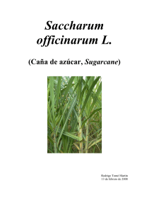Saccharum officinarum L.