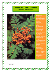 SERBAL DE LOS CAZADORES (Sorbus Aucuparia)