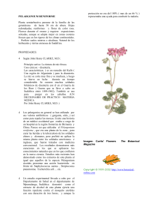 Pelargonium rotundifolium - Botanical