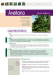 Ficha del Avellano