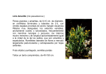 Lirio Amarillo (Iris pseudacorus ) Flores grandes y amarillas, de 8