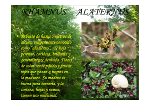 rhamnus alaternus - La Historia del Bihotz Gaztea