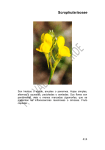 63 Scrophulariaceae
