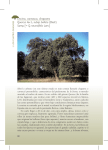Encina, carrasca, chaparra Quercus ilex L. subsp. ballota (Desf
