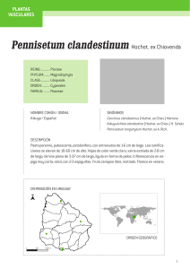 Pennisetum clandestinum Hochst. ex Chiovenda