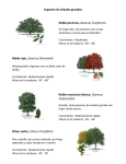 Especies de árboles grandes Roble perenne, Quercus