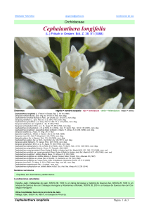 Cephalanthera longifolia