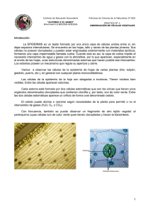 1 La EPIDERMIS es un tejido formado por una única capa de