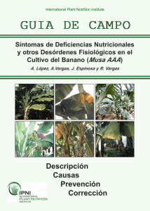 G Banano - IPNI - Northern Latin America