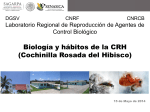 Biología y hábitos de la CRH (Cochinilla Rosada del Hibisco)